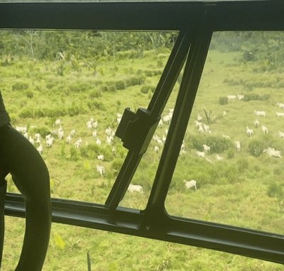 Relatório da PF confirma que invasores deixam boiada perto de aldeias em Terra Indígena no Pará