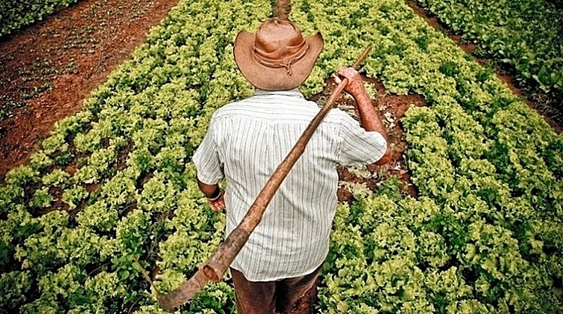 No AM, 90% dos agricultores se encaixam no perfil de produtor familiar, aponta Ipaam