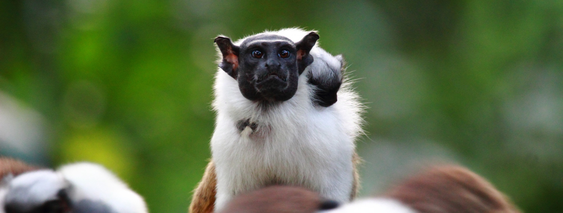 Espécie encontrada apenas na região de Manaus, sauim-de-coleira fica mais ameaçado com desmatamento
