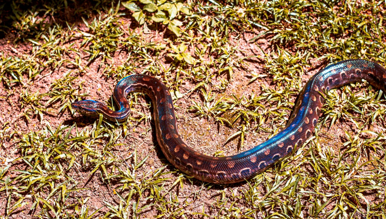 Jiboia ‘arco-íris’: cobra que brilha à luz do sol é encontrada em RO