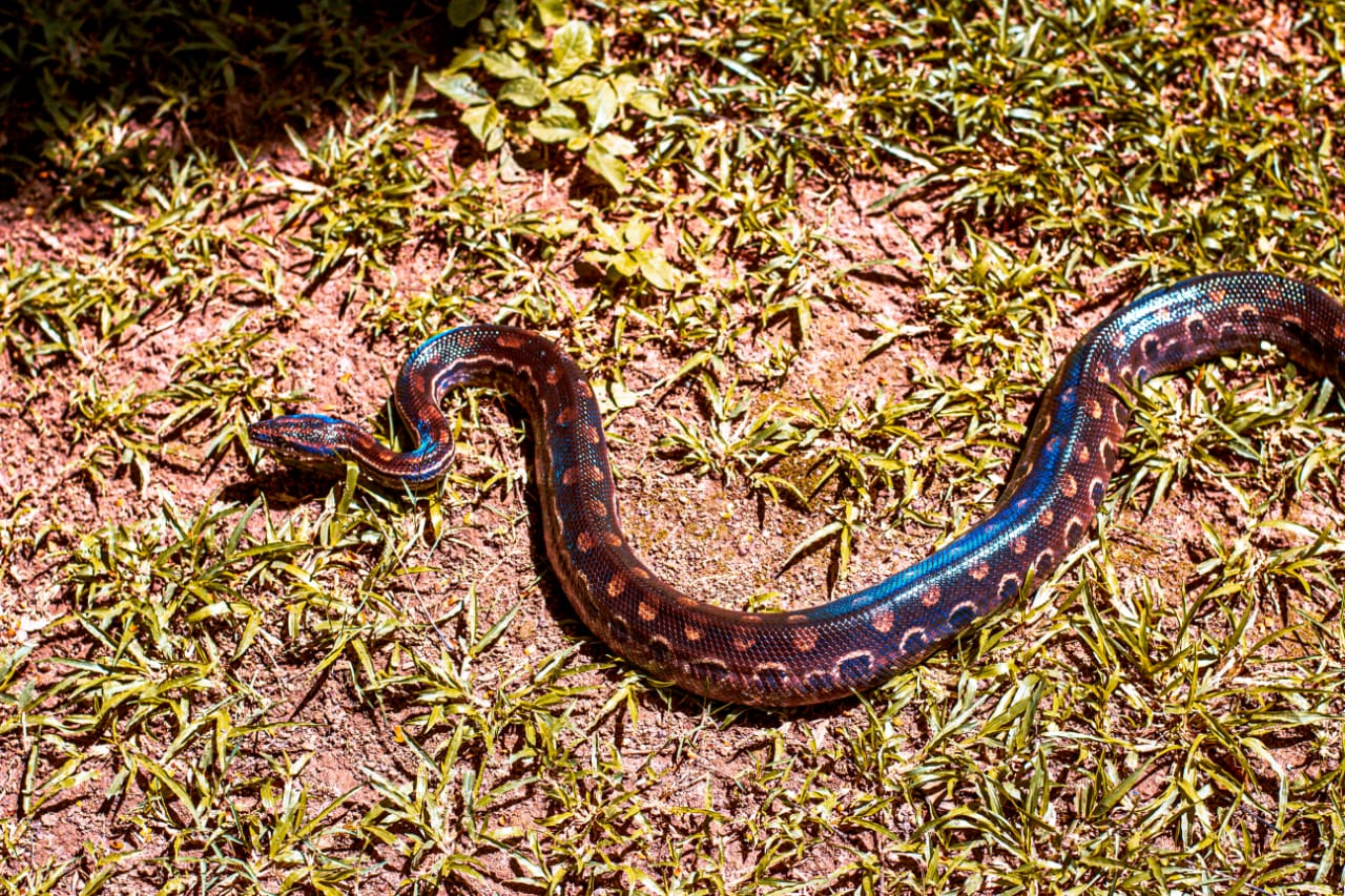 Cobra arco-íris 'mansa' chama a atenção em zoo nos EUA