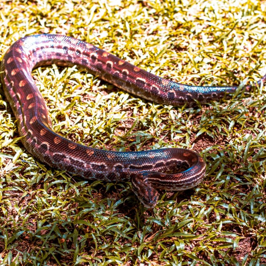 Cobra arco-íris 'mansa' chama a atenção em zoo nos EUA