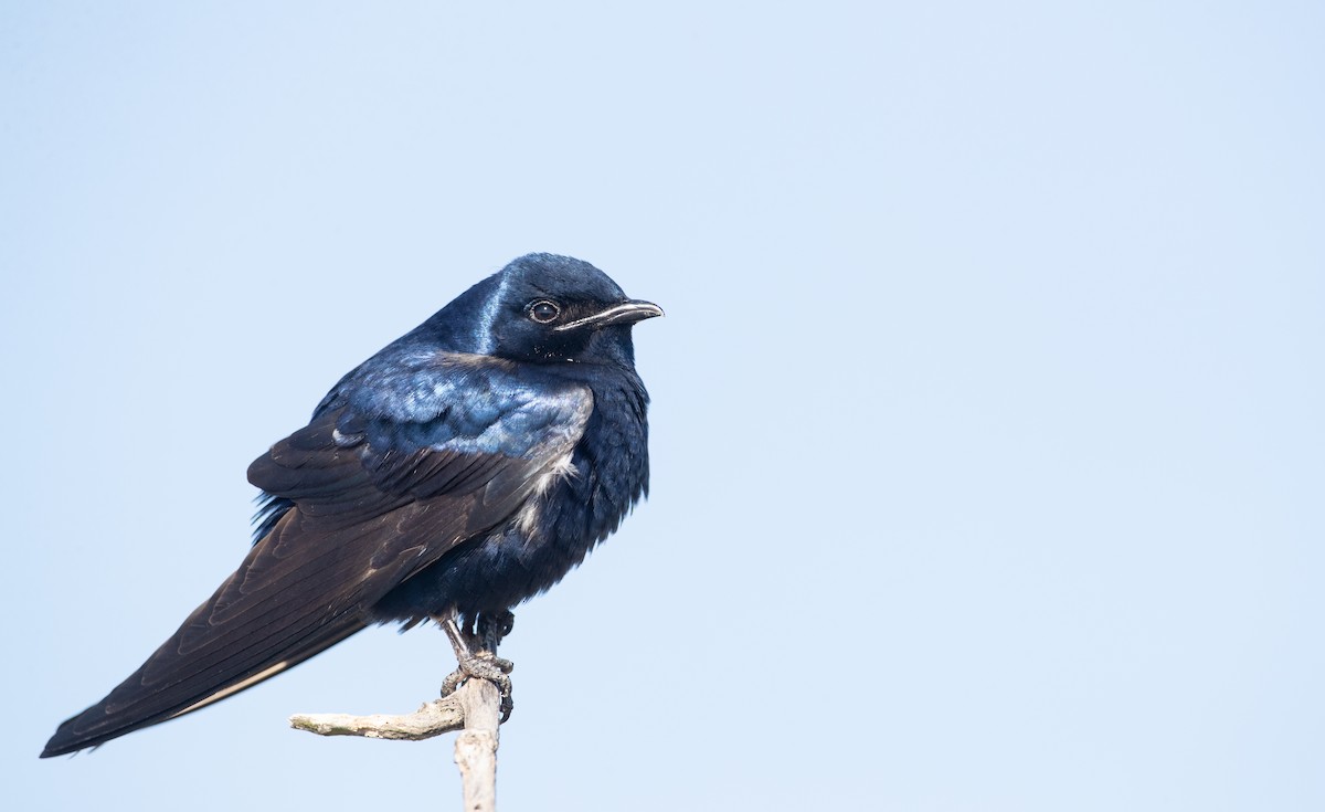 Andorinhas-azuis que migram para a Amazônia voltam contaminadas por mercúrio, mostra pesquisa