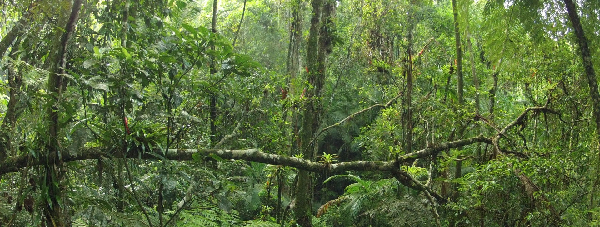 Livro ‘Espécies Nativas da Flora Brasileira’ aborda aplicação de 150 espécies nativas da Região Norte