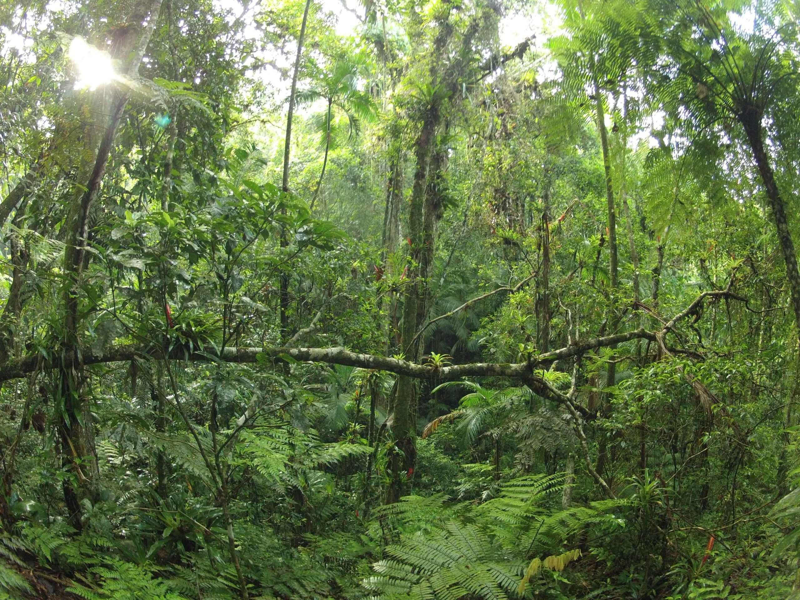 Livro ‘Espécies Nativas da Flora Brasileira’ aborda aplicação de 150 espécies nativas da Região Norte