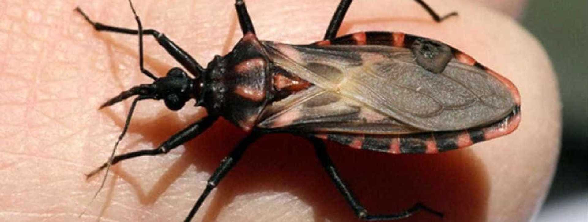 Nova espécie do inseto barbeiro, transmissor da doença de Chagas, é descoberta pela Fiocruz