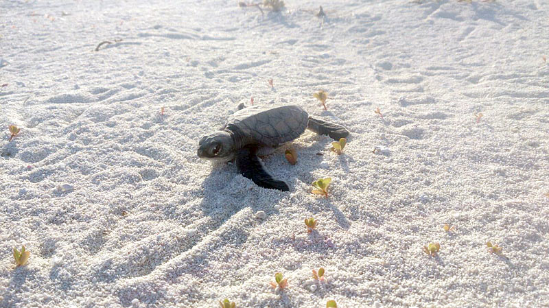 Tartaruga-verde sai da lista oficial de espécies brasileiras ameaçadas de extinção