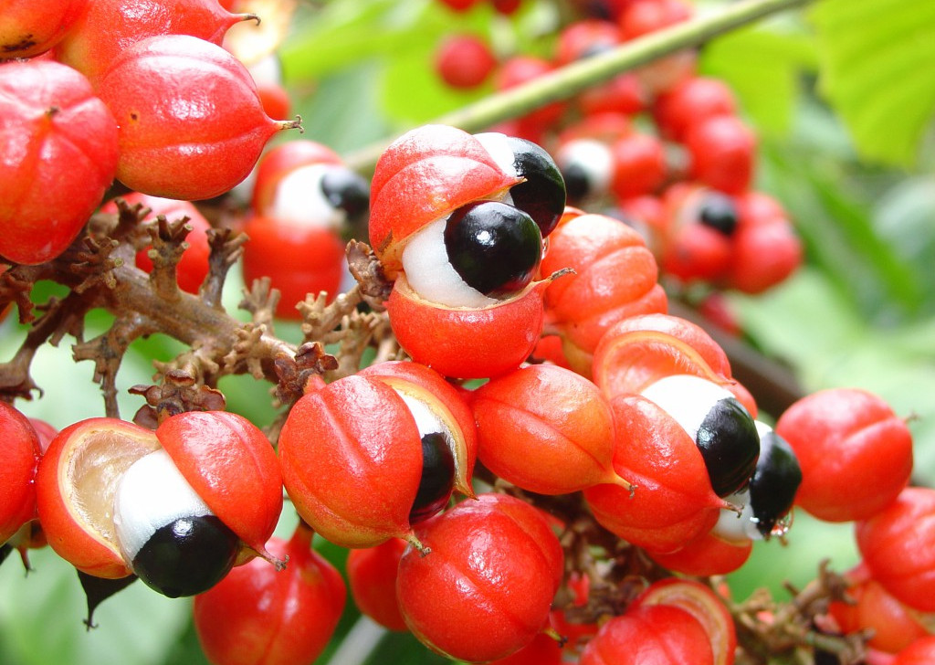 Guaraná de Maués é tema de programa do ‘Caminhos da Reportagem’ de hoje