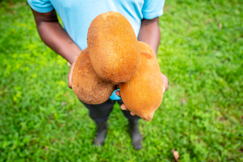 Desenvolvimento da sociobiodiversidade passa pela proteção de territórios, apontam especialistas