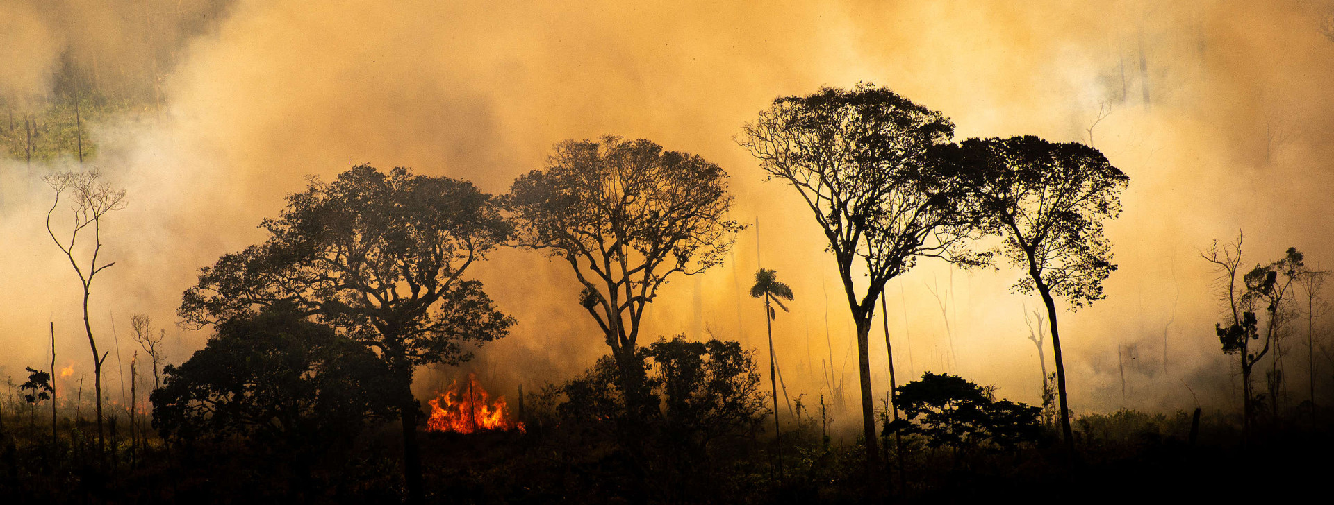 Focos de calor aumentam 69% em terras públicas na Amazônia; estudo afirma que ação humana é principal responsável
