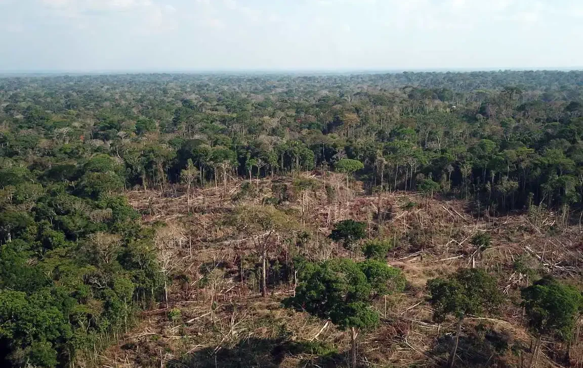 Área desmatada dentro da Reserva Extrativista Chico Mendes (ONG SOS Amazônia/Reprodução)