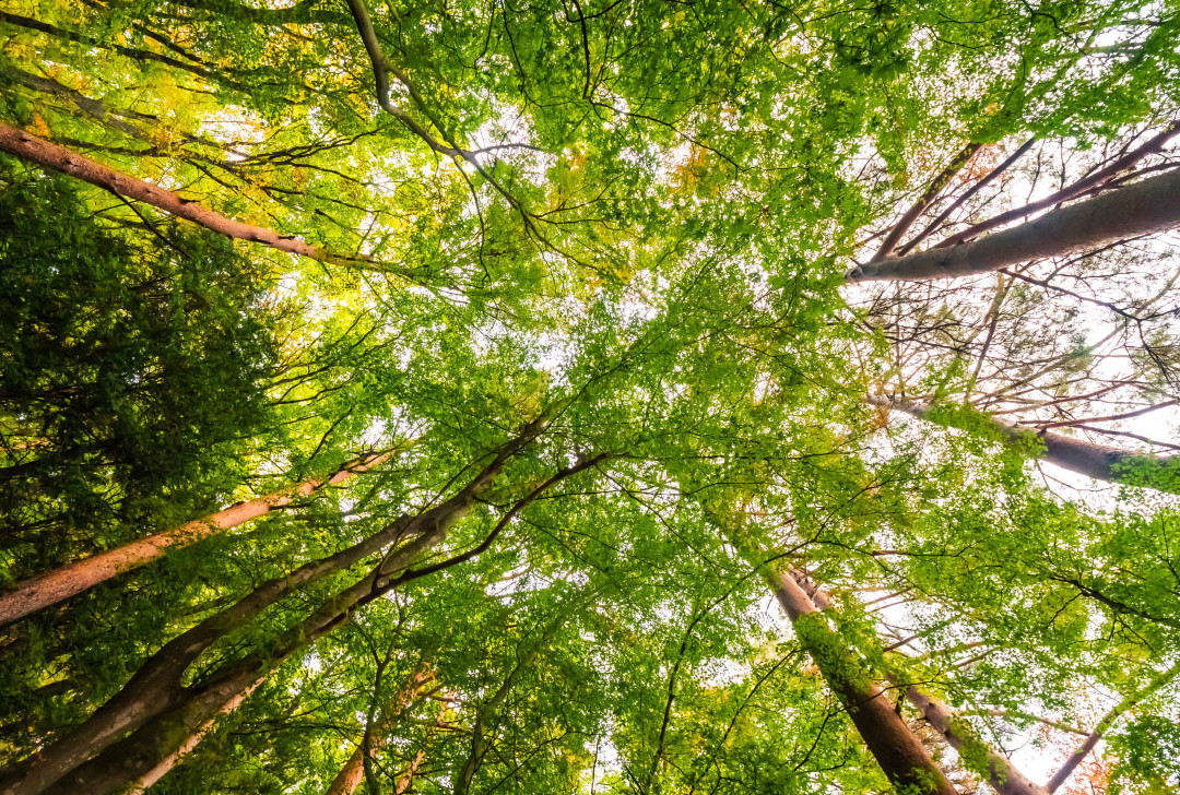 Ministério do Meio Ambiente lança guia que orienta como obter recursos para unidades de conservação