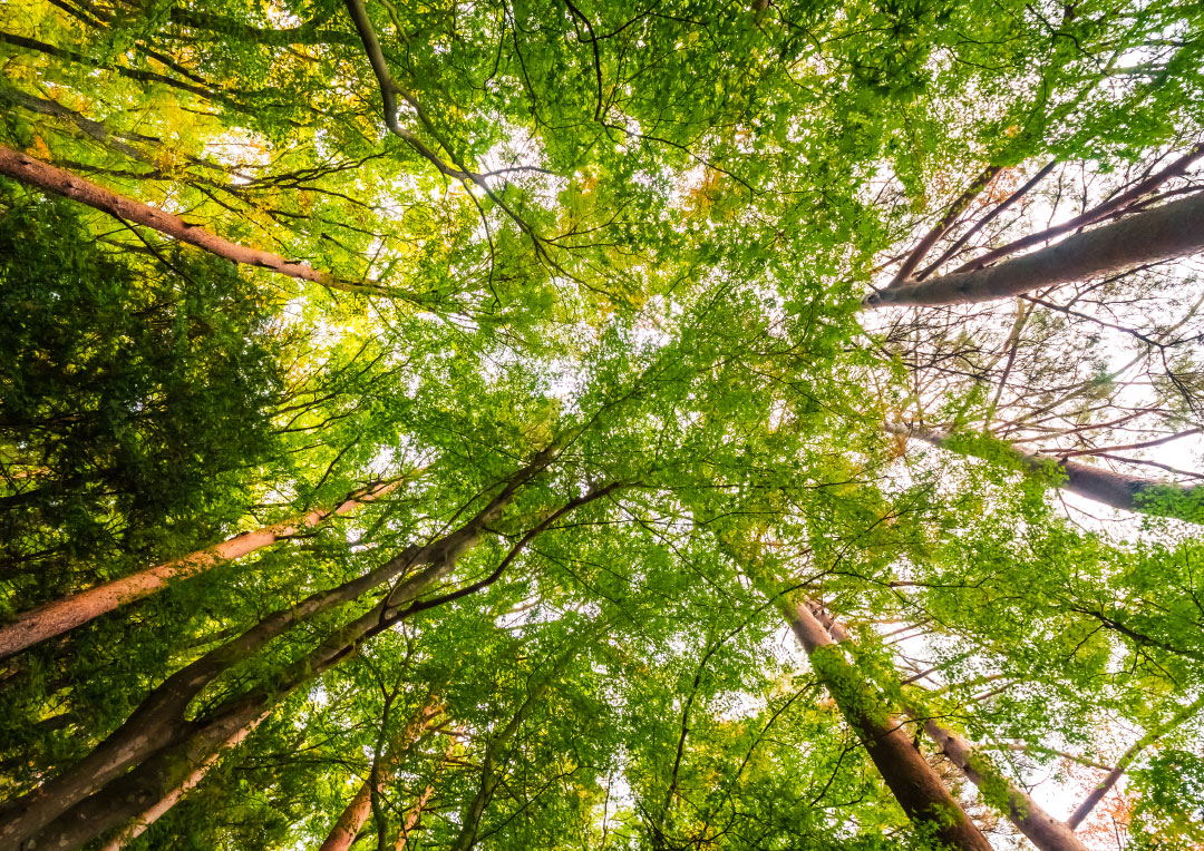 Ministério do Meio Ambiente lança guia que orienta como obter recursos para unidades de conservação