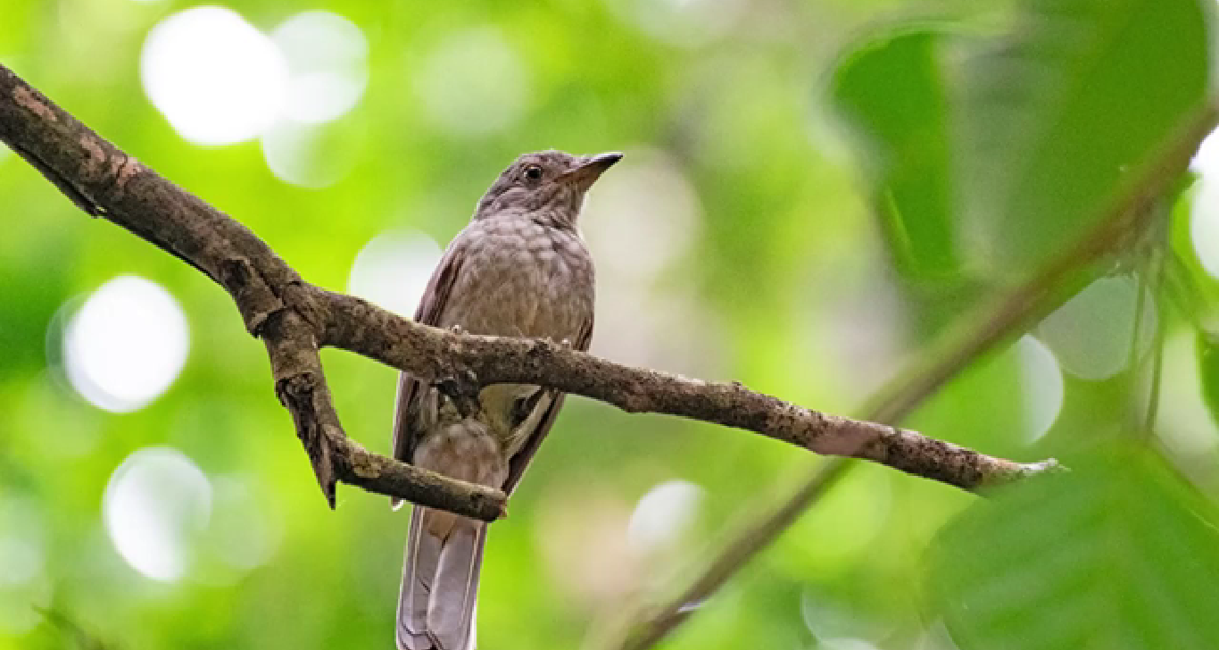 Sons produzidos na Floresta Nacional de Carajás são mapeados por pesquisadores no Pará. (Reprodução/InfoGlobo)