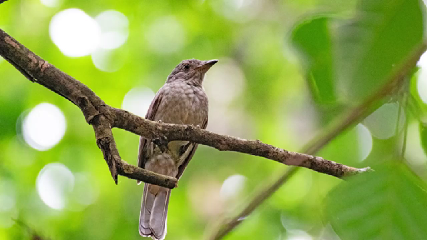 Sons produzidos na Floresta Nacional de Carajás são mapeados por pesquisadores no Pará