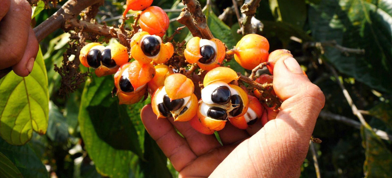 Atualmente, 15 agricultores estão autorizados a utilizar o selo de Indicação Geográfica do Guaraná de Maués (Foto: Divulgação)