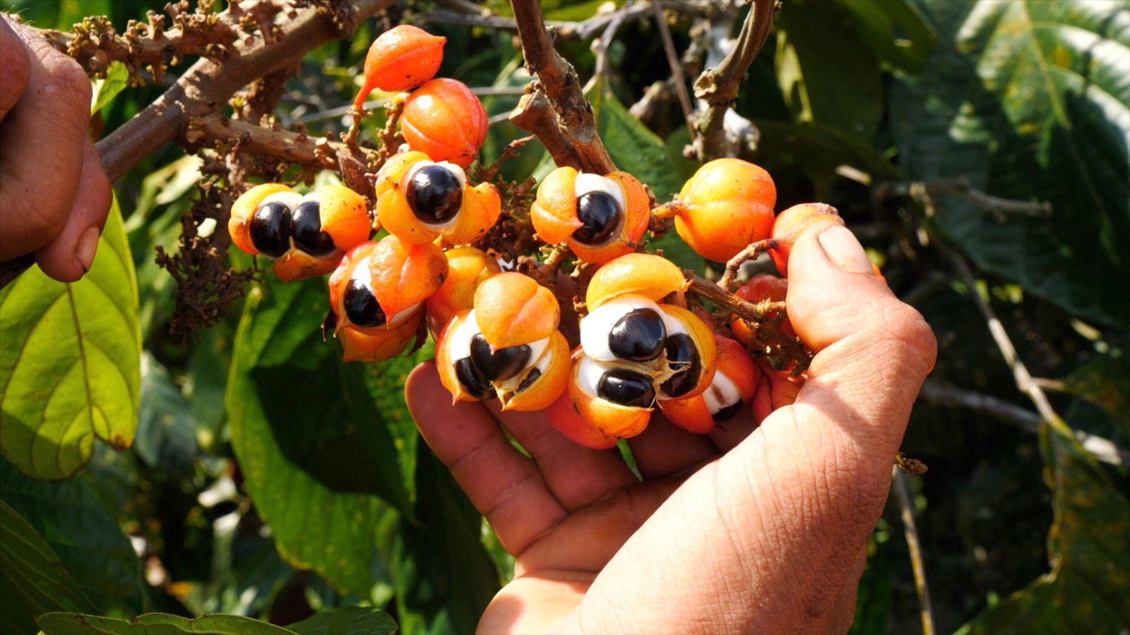 Agricultores querem dobrar número de habilitados a usar selo de Indicação Geográfica do Guaraná de Maués