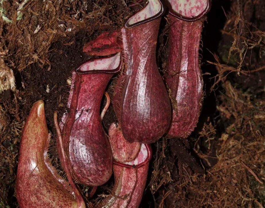 Planta carnívora (Nepenthes pudica) descoberta embaixo de um musgo (Martin Dančák / Divulgação)