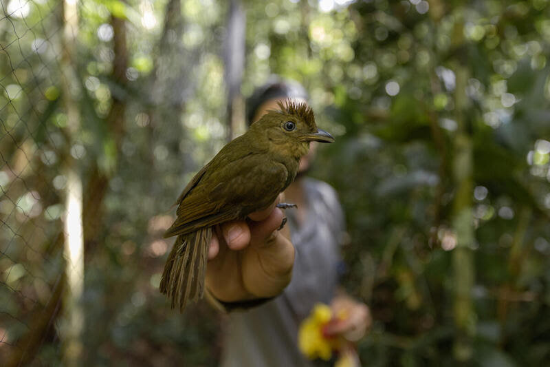 O Greenpeace Brasil, em parceria com o Instituto de Pesquisas da Amazônia (Inpa), levou cerca de 30 pesquisadores para desenvolverem estudos sobre a biodiversidade nesse local tão diverso, porém ainda pouco estudado (Tuane Fernandes/Greenpeace Brasil)