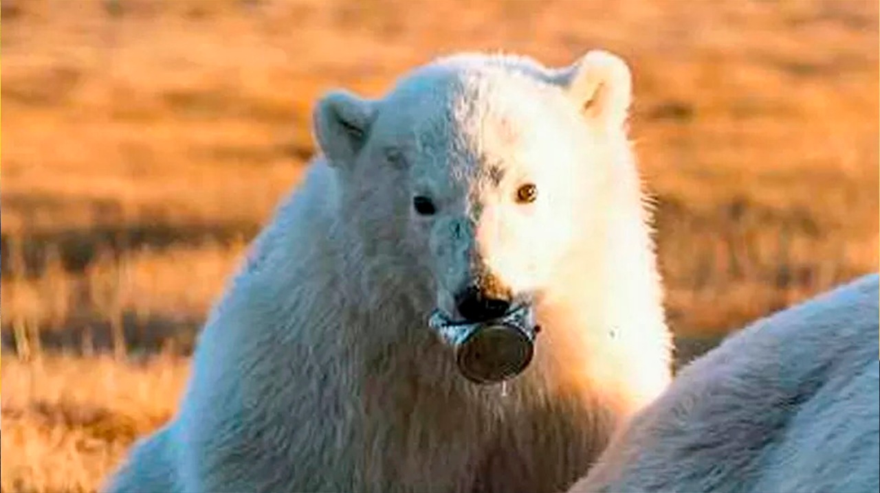 Na Rússia, urso polar tem lata presa à língua após se aproximar de vilarejos em busca de alimentos