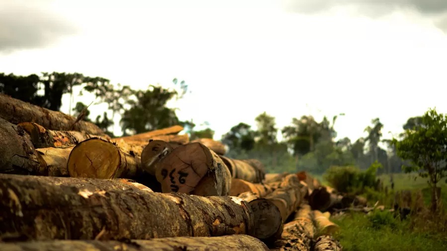 Amazônia Legal bate recorde de desmatamento em junho, aponta Inpe; Amazonas lidera ranking
