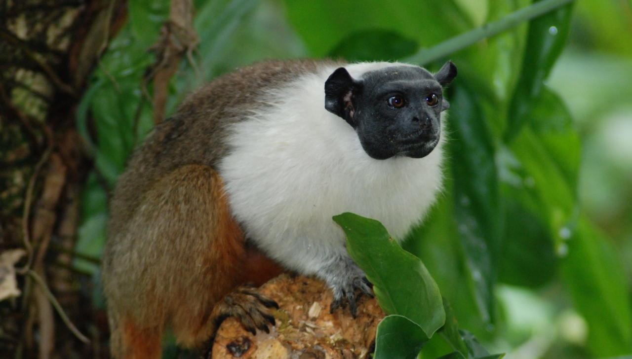 Sauim-de-coleira: pesquisa analisa a distribuição geográfica e as ameaças biológicas da espécie