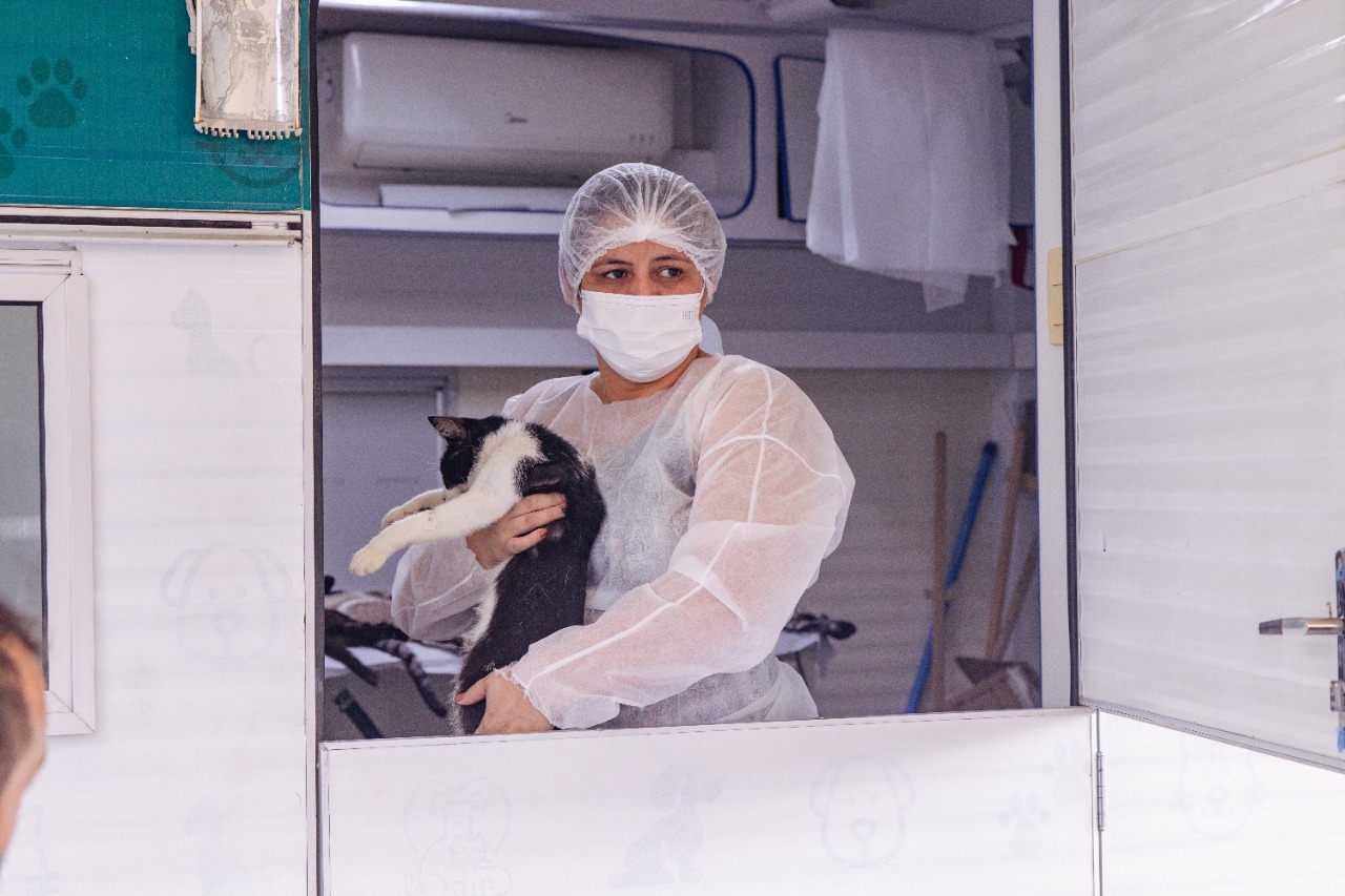 Saúde animal: Prefeitura de Manaus realiza ação de castração em gatos para reforçar combate à esporotricose