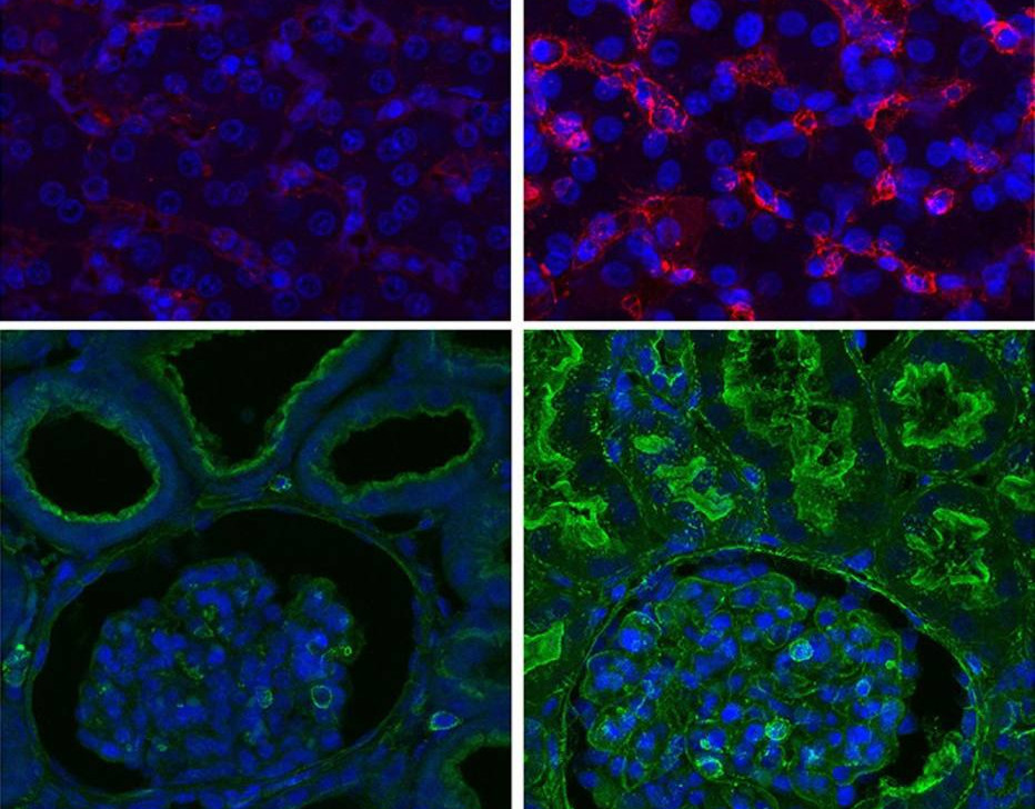 Células de porcos mortos são trazidas de ‘volta à vida’, em estudo americano