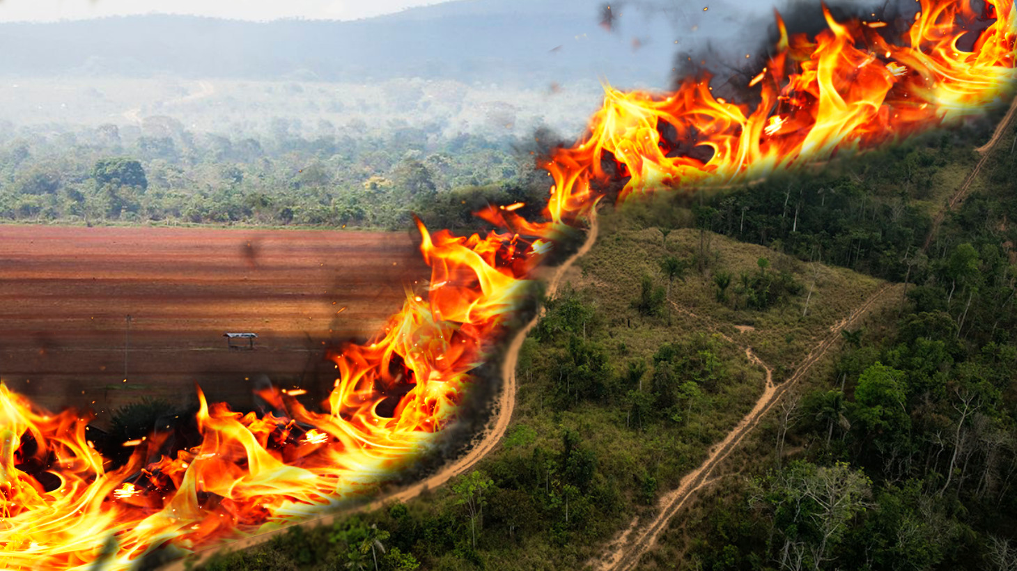 Desmatamento: Cerrado e Amazônia perderam área do tamanho de seis cidades de São Paulo entre janeiro e julho