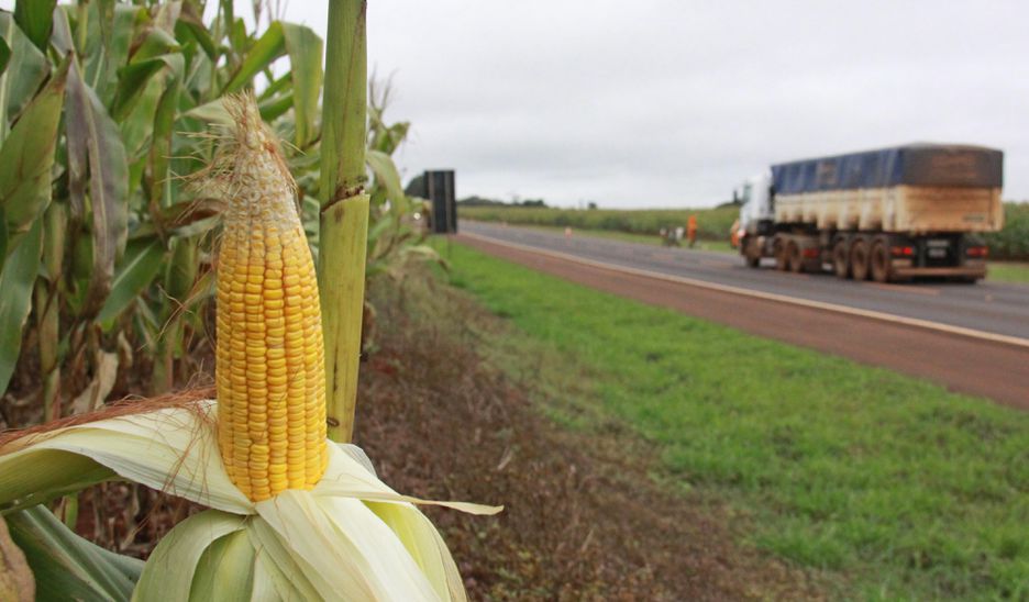 Ainda este ano, Brasil pode embarcar primeiro lote de milho para a China