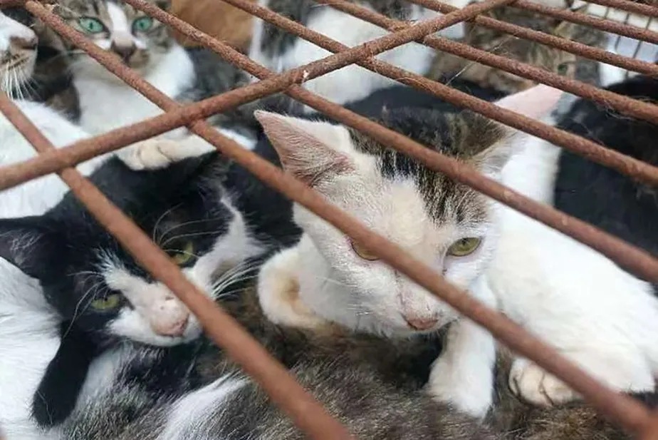 Na China, polícia resgata 150 gatos que seriam mortos e teriam a carne usada para consumo humano