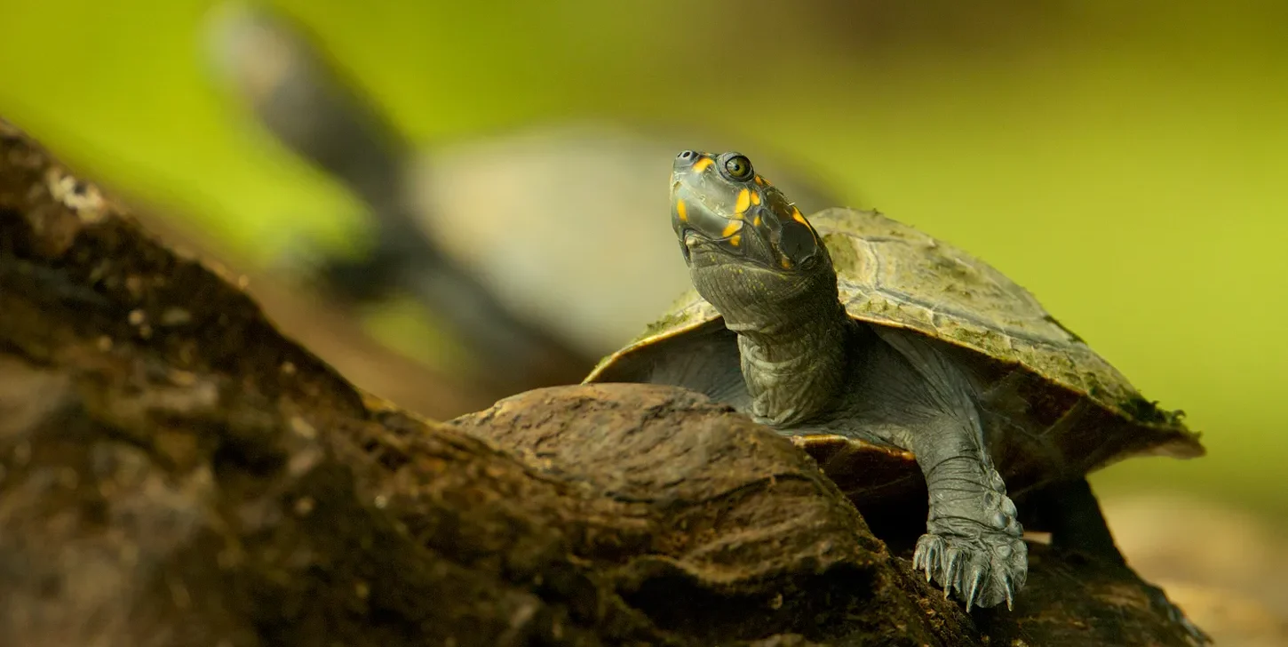 Os pesquisadores geraram dados pioneiros sobre biomarcadores em quelônios de água doce amazônicos silvestres (Tim Lamán/National Geographic Brasil)