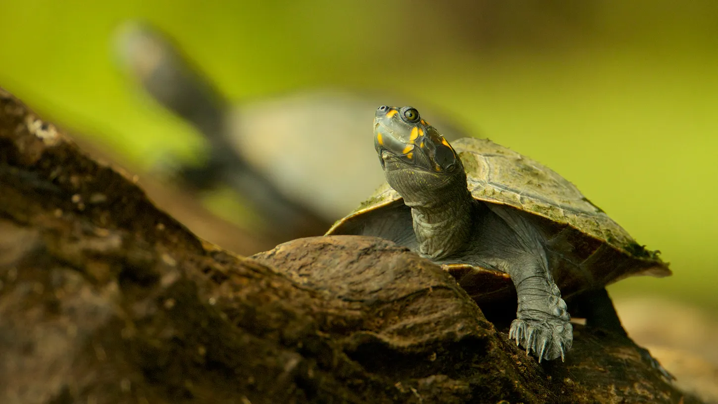 No AM, estudo evidencia que área de proteção ambiental inibe contaminação de tracajás por mercúrio