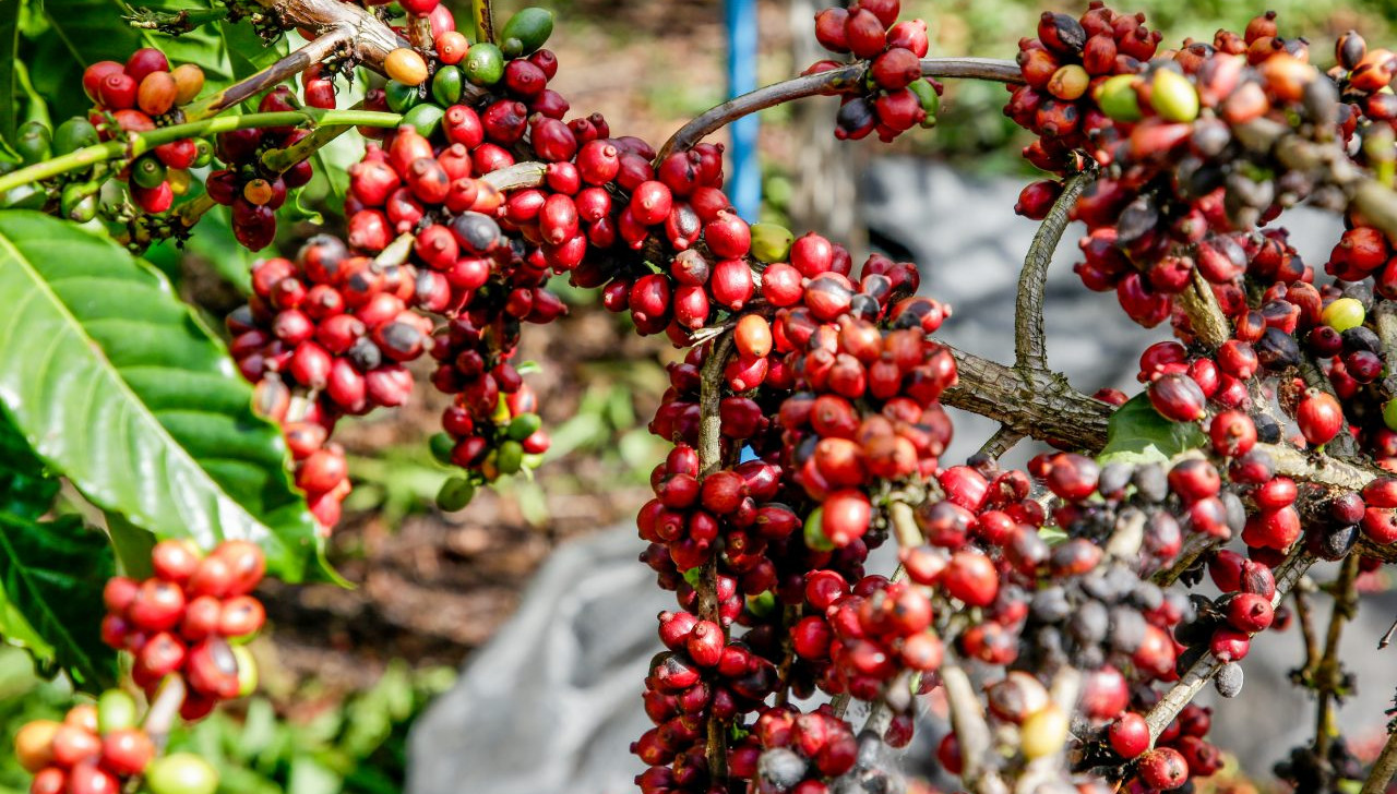 São Miguel do Guaporé, em Rondônia, é listado como terceiro maior produtor de café no Brasil, pelo IBGE