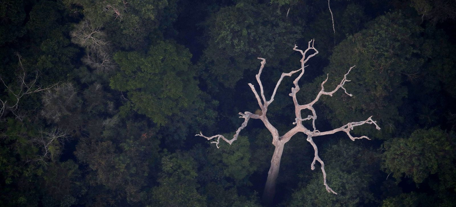 Marina Silva afirma que Lula vetará MP que flexibiliza proteção da Mata Atlântica