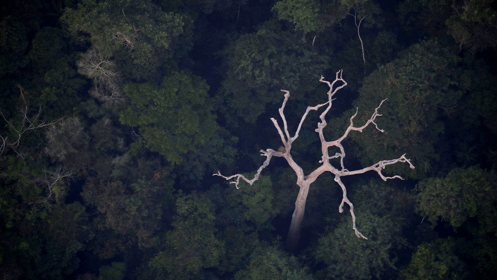 Marina Silva afirma que Lula vetará MP que flexibiliza proteção da Mata Atlântica