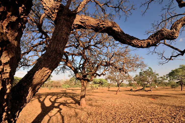 Avanço do desmatamento no Cerrado impacta segurança hídrica nacional