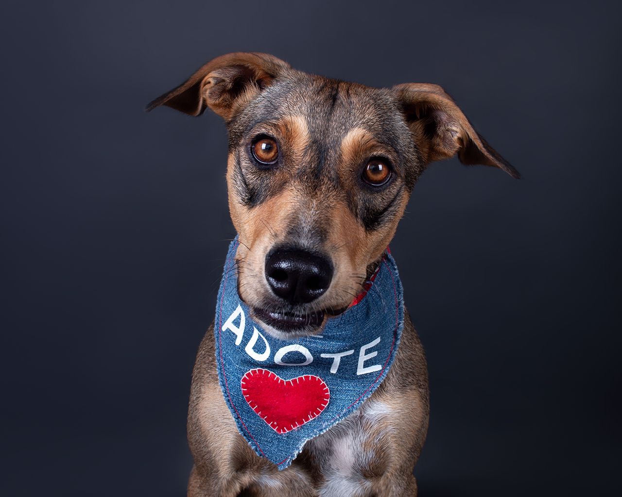 São Paulo recebe a quinta edição do ‘Adote Amor Fashion Week’