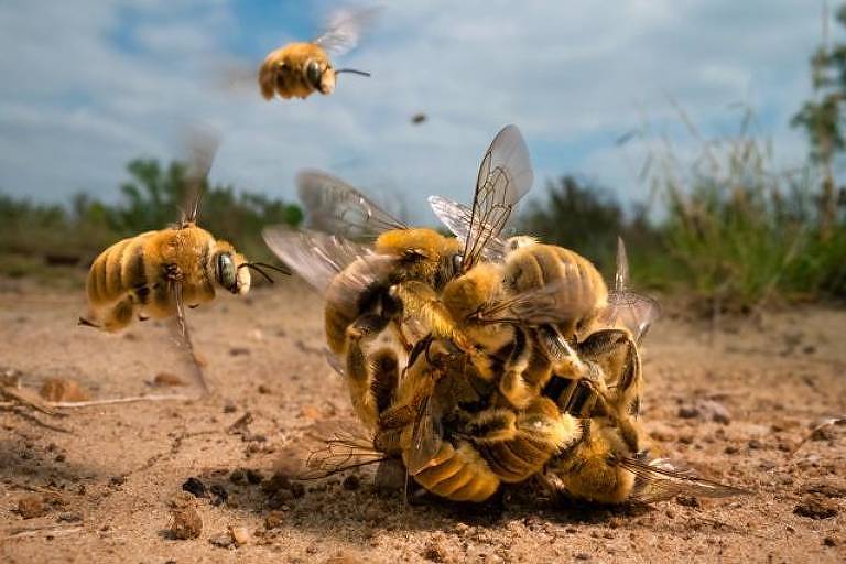 'O Grande Zumbido': Foto vencedora de Karine Aigner foi possível ao final de várias semanas de filmagem. (Karine Aigner/WPY)