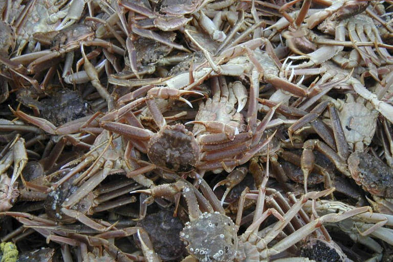 Alasca cancela temporada de pesca após 90% dos caranguejos da região desaparecerem