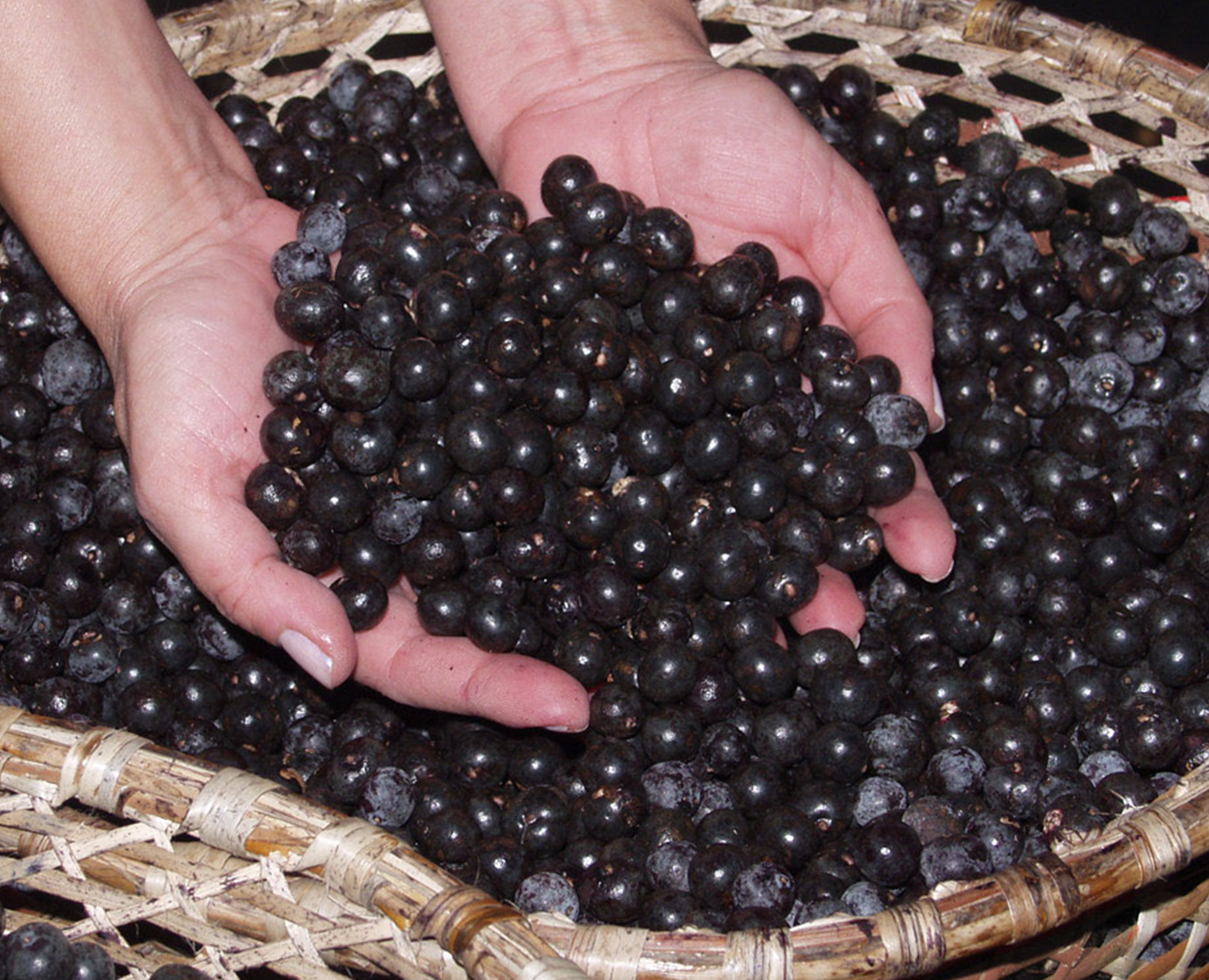 Pesquisa amazonense mostra que bebidas à base de açaí e bacaba podem ajudar no combate à aterosclerose e obesidade