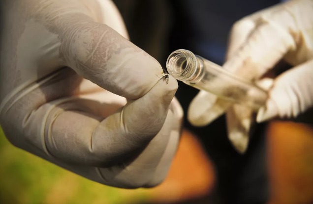 Em Manaus, instituto recruta voluntários para estudo sobre a eficácia da vacina contra a chikungunya