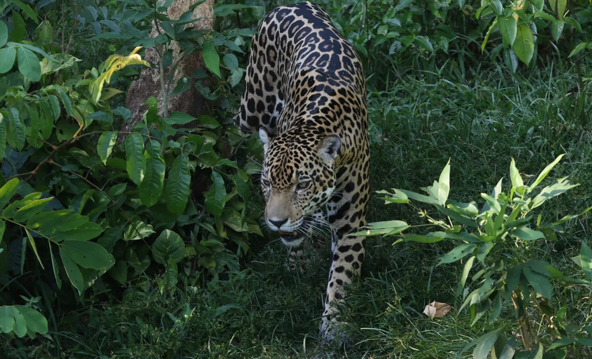 Duas em cada dez espécies ameaçadas de extinção estão no Brasil; 70% da vida selvagem desapareceu em 50 anos