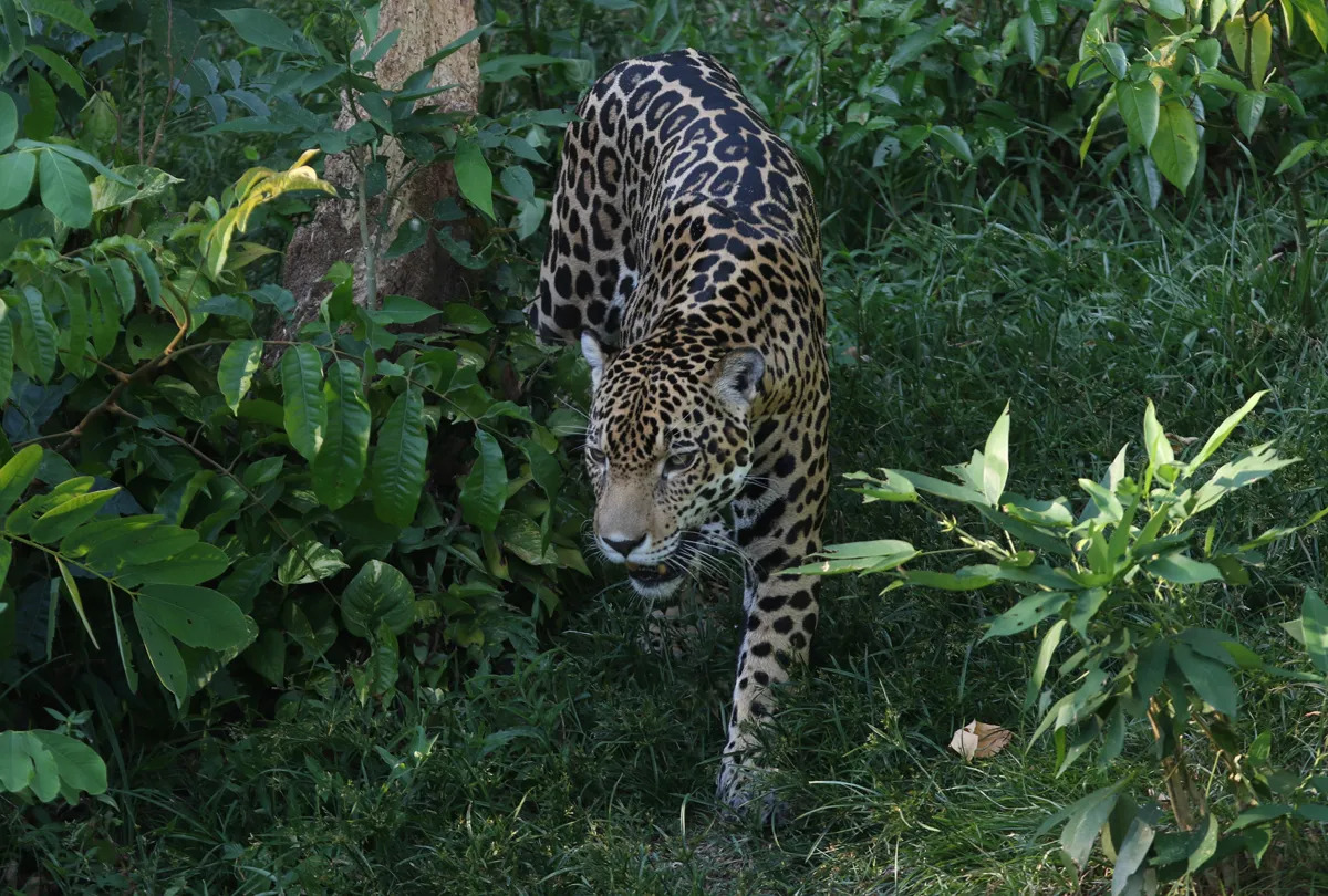 Duas em cada dez espécies ameaçadas de extinção estão no Brasil; 70% da vida selvagem desapareceu em 50 anos