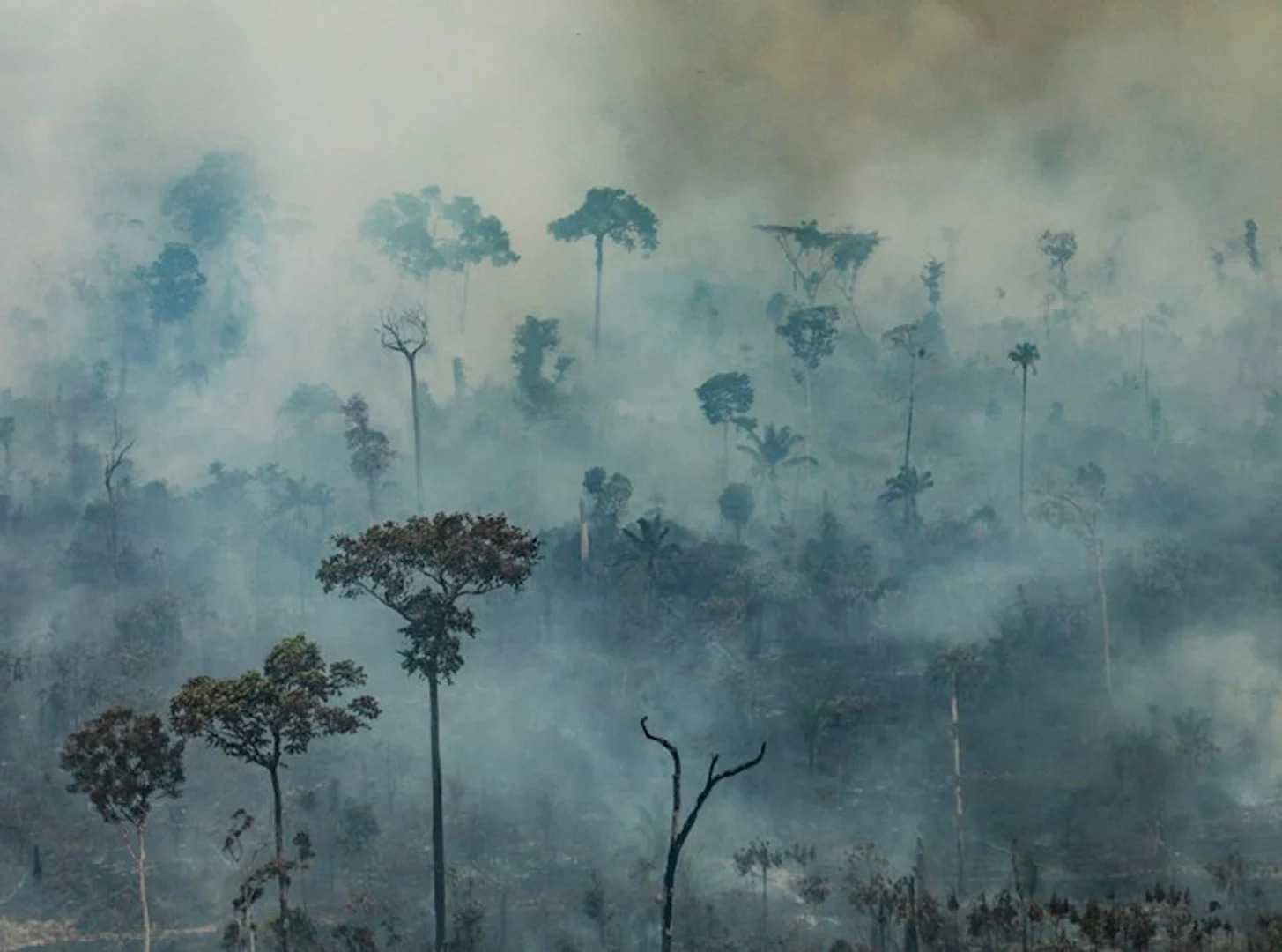 Especialistas afirmam que devastação na floresta amazônica vai até o fim de dezembro