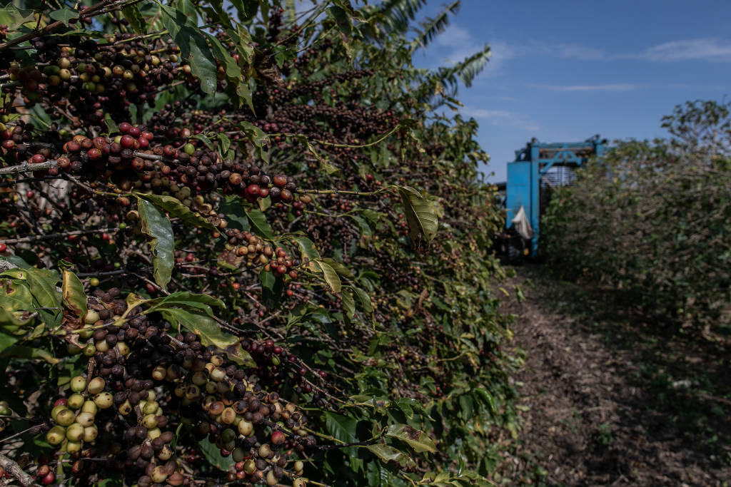 Bioma mais devastado do País, mata atlântica produz 50% dos alimentos consumidos pela população brasileira
