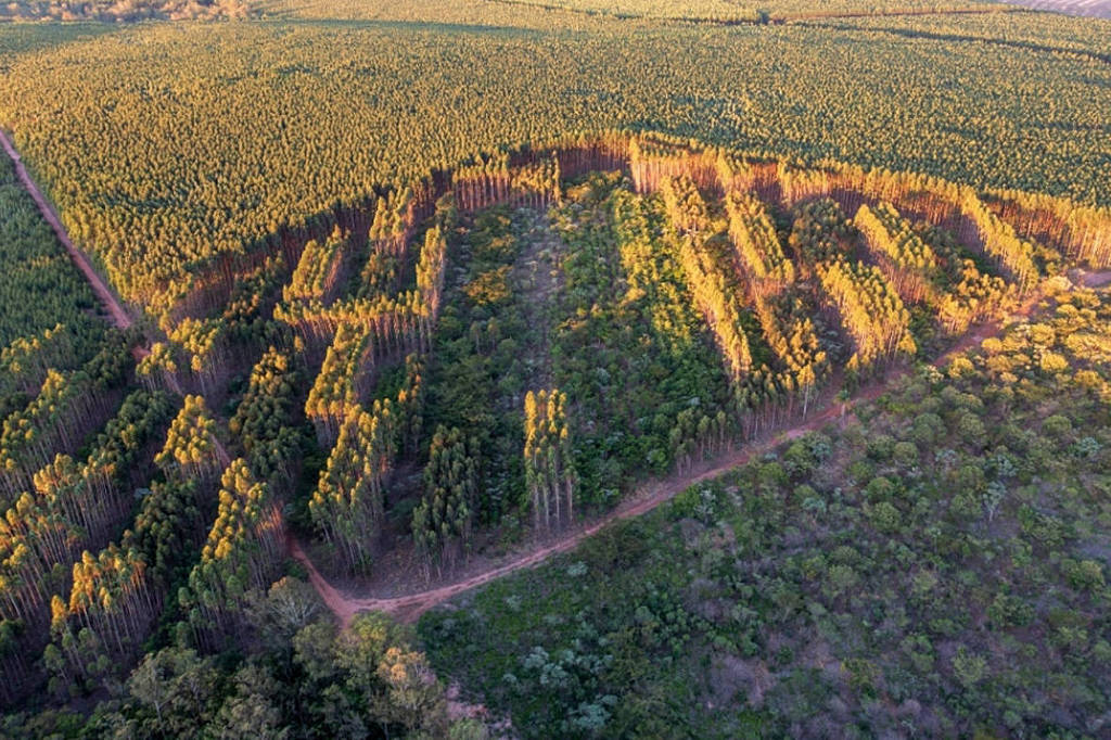 Cientista diz que plantações florestais mistas tendem a ser mais resistentes às mudanças climáticas