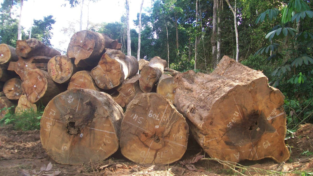 Imóveis rurais concentram mais da metade da exploração ilegal de madeira na Amazônia