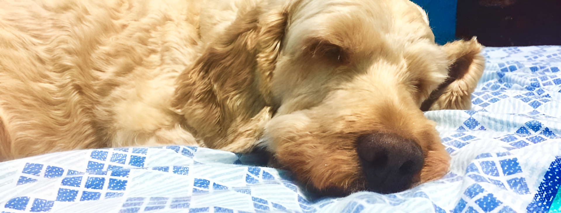 Fogos de artifício podem perturbar animais de estimação; veja dicas para acalmá-los