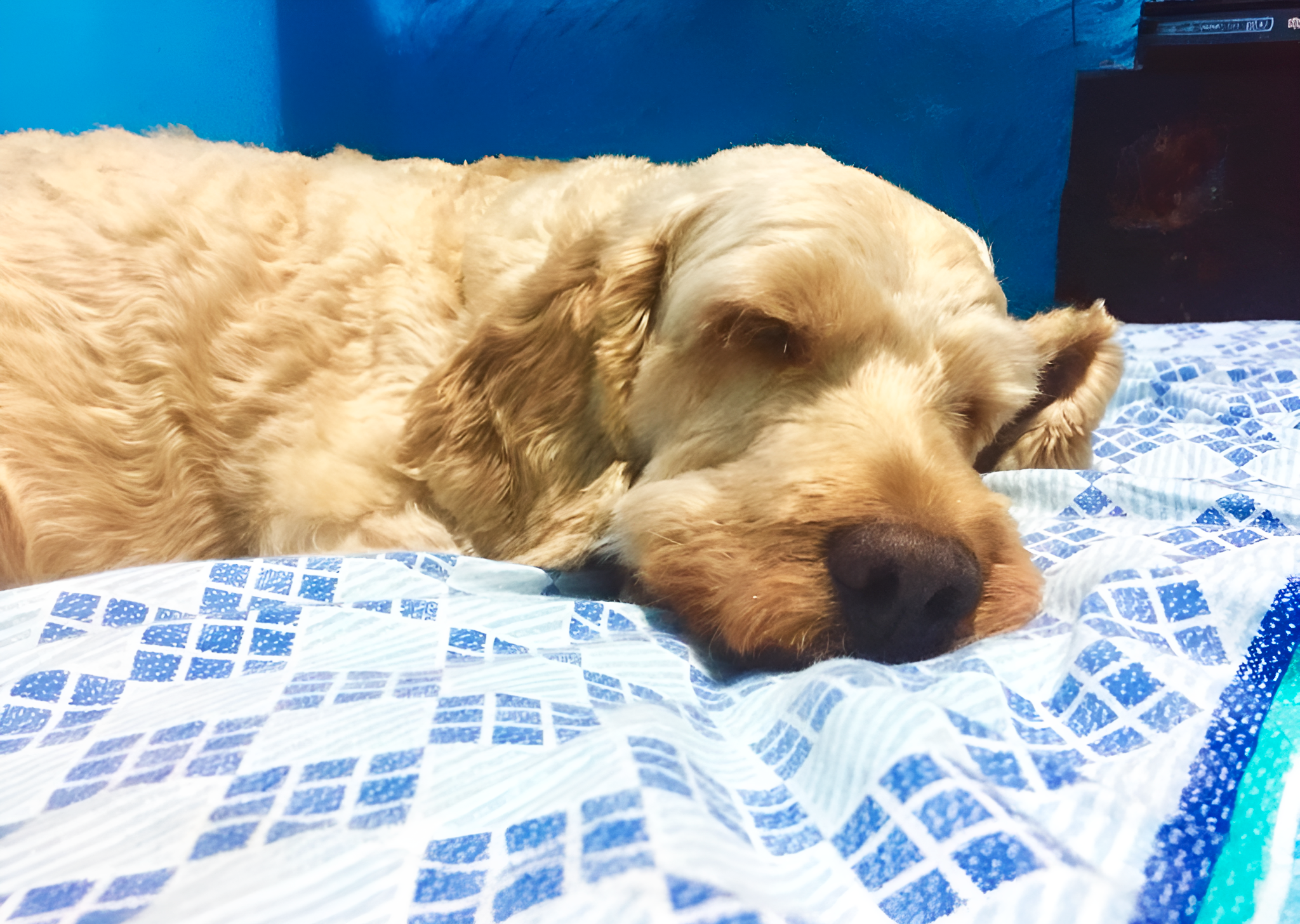 Fogos de artifício podem perturbar animais de estimação; veja dicas para acalmá-los